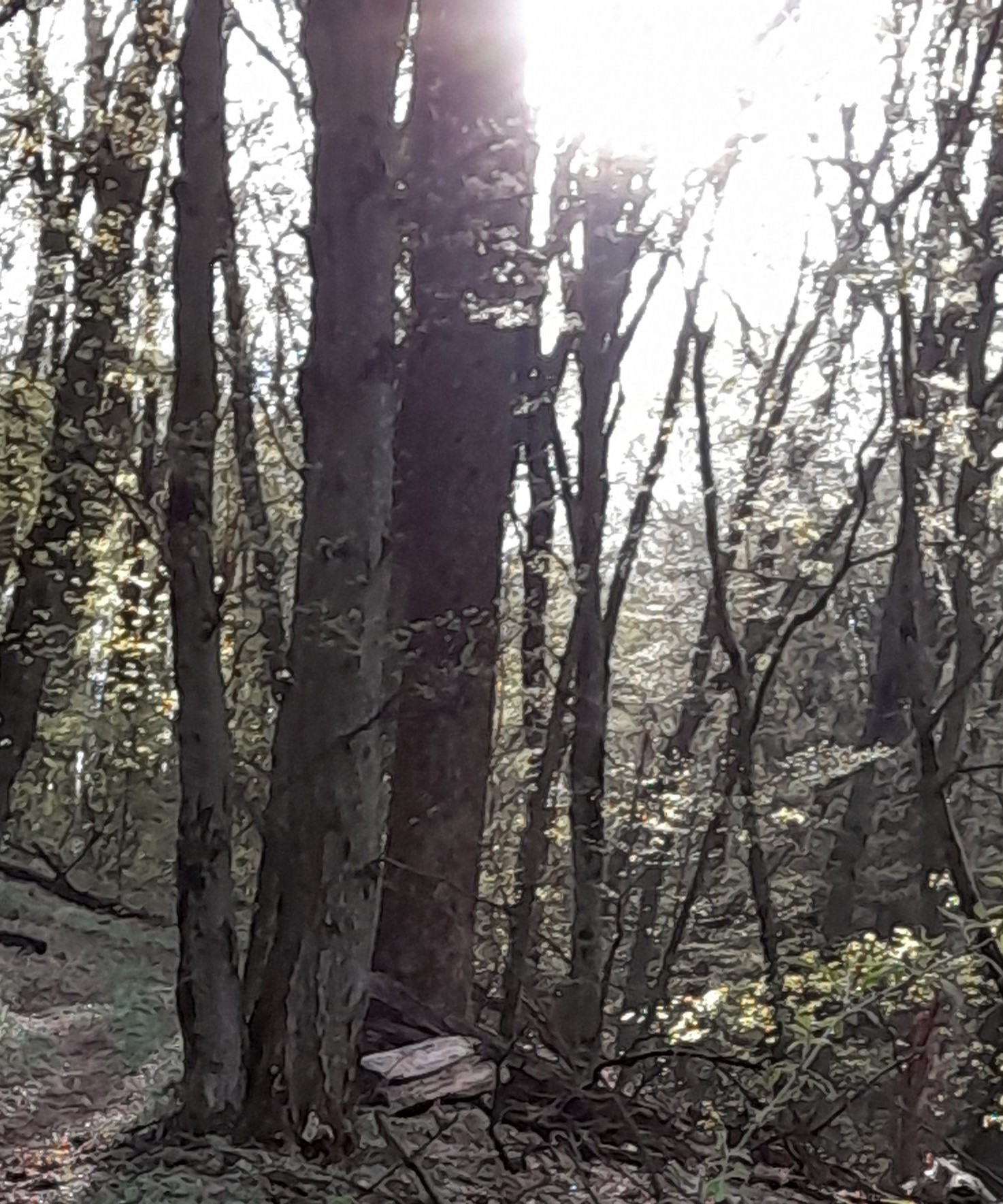 photograph of location of sound